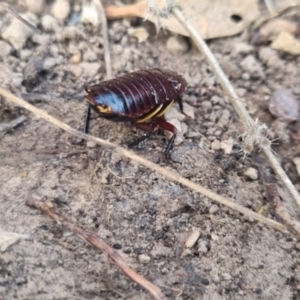 Platyzosteria similis at suppressed - 31 Mar 2024