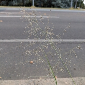 Eragrostis curvula at Hackett, ACT - 23 Mar 2024 02:56 PM