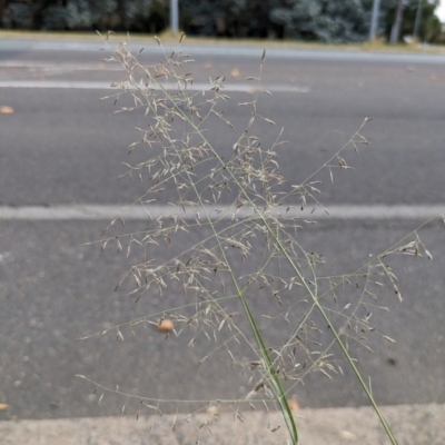 Eragrostis curvula (African Lovegrass) at Hackett, ACT - 23 Mar 2024 by WalterEgo