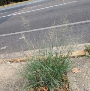 Eragrostis curvula at Hackett, ACT - 23 Mar 2024 02:56 PM