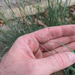 Eragrostis curvula at Hackett, ACT - 23 Mar 2024