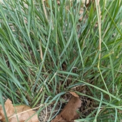 Eragrostis curvula at Hackett, ACT - 23 Mar 2024 02:56 PM