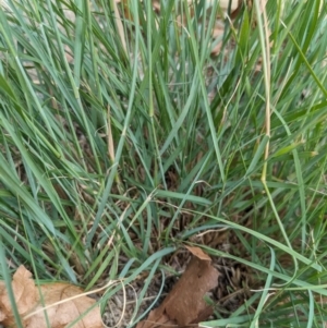 Eragrostis curvula at Hackett, ACT - 23 Mar 2024