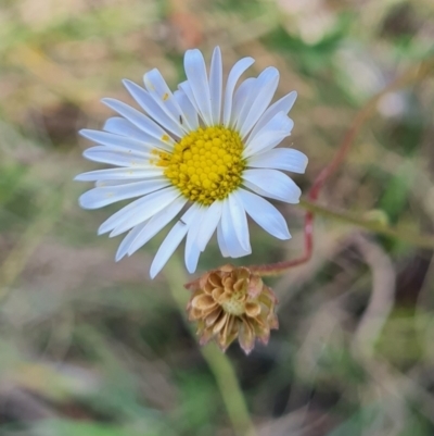 Brachyscome aculeata (Hill Daisy) at Rendezvous Creek, ACT - 31 Mar 2024 by WalkYonder