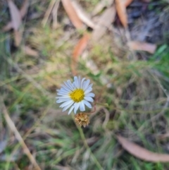 Brachyscome aculeata at Namadgi National Park - 31 Mar 2024