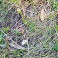 Brachyscome aculeata at Namadgi National Park - 31 Mar 2024