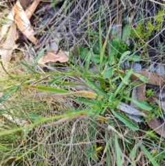 Brachyscome aculeata at Namadgi National Park - 31 Mar 2024 12:01 PM