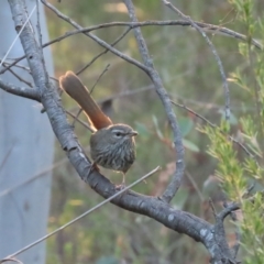 Hylacola pyrrhopygia (Chestnut-rumped Heathwren) at Block 402 - 31 Mar 2024 by BenW