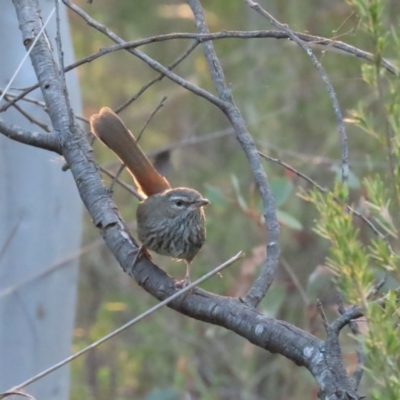 Hylacola pyrrhopygia (Chestnut-rumped Heathwren) at Denman Prospect, ACT - 31 Mar 2024 by BenW