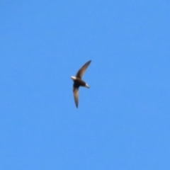 Hirundapus caudacutus (White-throated Needletail) at Block 402 - 31 Mar 2024 by BenW