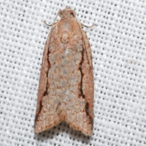 Meritastis undescribed species at Freshwater Creek, VIC - 12 Feb 2024