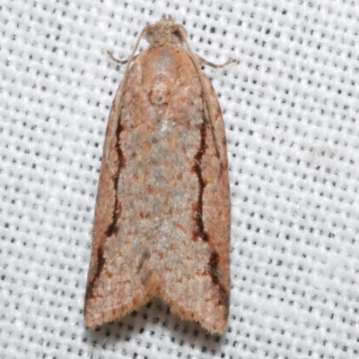 Meritastis undescribed species (A Tortricid moth) at Freshwater Creek, VIC - 11 Feb 2024 by WendyEM