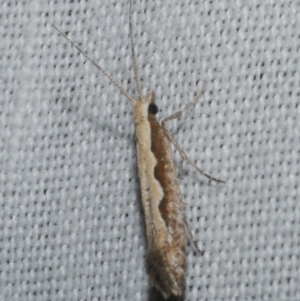 Plutella xylostella at Freshwater Creek, VIC - 11 Feb 2024