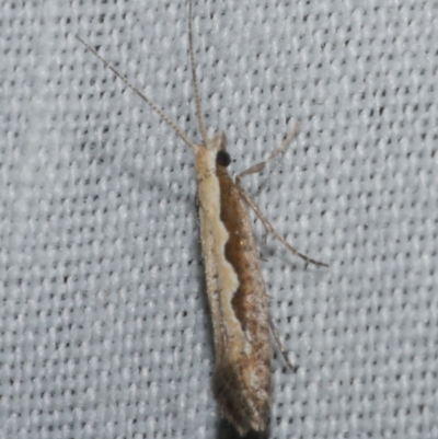 Plutella xylostella (Diamondback Moth) at WendyM's farm at Freshwater Ck. - 11 Feb 2024 by WendyEM