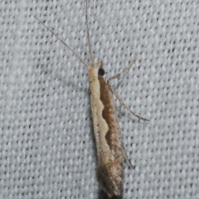 Plutella xylostella (Diamondback Moth) at Freshwater Creek, VIC - 11 Feb 2024 by WendyEM