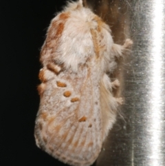 Pseudanapaea (genus) (A cup moth) at Freshwater Creek, VIC - 11 Feb 2024 by WendyEM