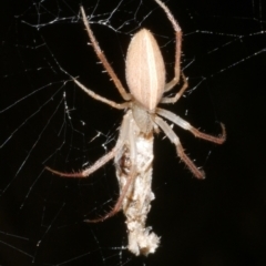 Unidentified Orb-weaving spider (several families) at Freshwater Creek, VIC - 11 Feb 2024 by WendyEM