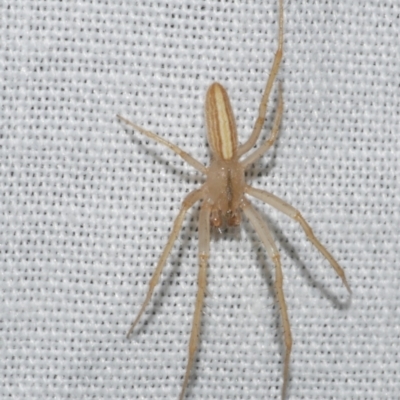 Larinia sp. (genus) (Larinia orb weaver) at Freshwater Creek, VIC - 12 Feb 2024 by WendyEM