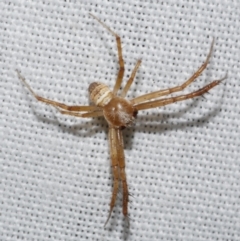 Unidentified Orb-weaving spider (several families) at Freshwater Creek, VIC - 11 Feb 2024 by WendyEM