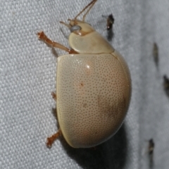 Unidentified Leaf beetle (Chrysomelidae) at Freshwater Creek, VIC - 11 Feb 2024 by WendyEM
