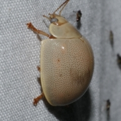 Paropsisterna crocata (Crocata button beetle) at Freshwater Creek, VIC - 11 Feb 2024 by WendyEM