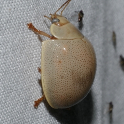 Paropsisterna crocata (Crocata button beetle) at Freshwater Creek, VIC - 11 Feb 2024 by WendyEM