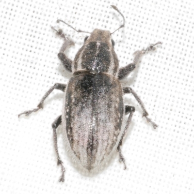 Naupactus leucoloma (White-fringed weevil) at Freshwater Creek, VIC - 11 Feb 2024 by WendyEM