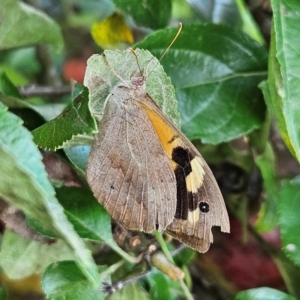 Heteronympha merope at QPRC LGA - 31 Mar 2024