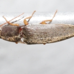 Elateridae sp. (family) at Freshwater Creek, VIC - 12 Feb 2024 by WendyEM