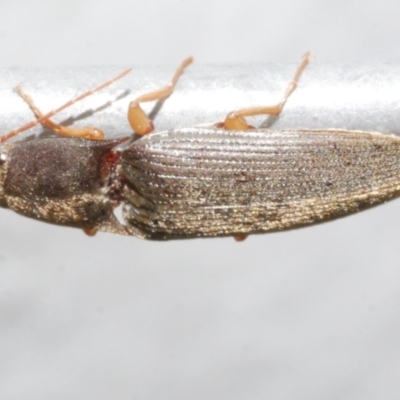 Elateridae sp. (family) at Freshwater Creek, VIC - 11 Feb 2024 by WendyEM