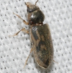 Heterocerus sp. (genus) (Variegated mud beetle) at Freshwater Creek, VIC - 12 Feb 2024 by WendyEM