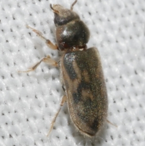 Heterocerus sp. (genus) at Freshwater Creek, VIC - 12 Feb 2024 02:20 AM