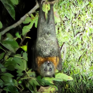 Pteropus poliocephalus at QPRC LGA - 31 Mar 2024