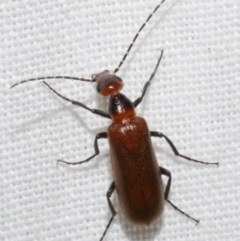 Australozonitis (genus) (A blister beetle) at Freshwater Creek, VIC - 11 Feb 2024 by WendyEM