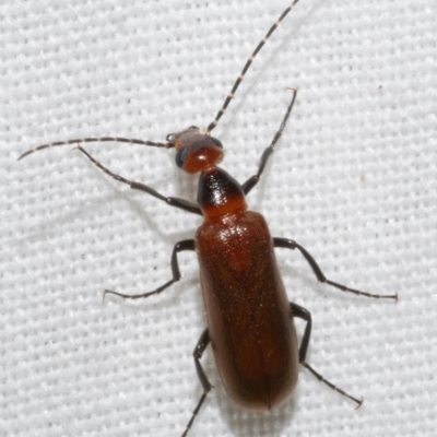 Australozonitis (genus) (A blister beetle) at Freshwater Creek, VIC - 11 Feb 2024 by WendyEM