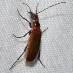 Australozonitis (genus) at Freshwater Creek, VIC - 11 Feb 2024 10:25 PM