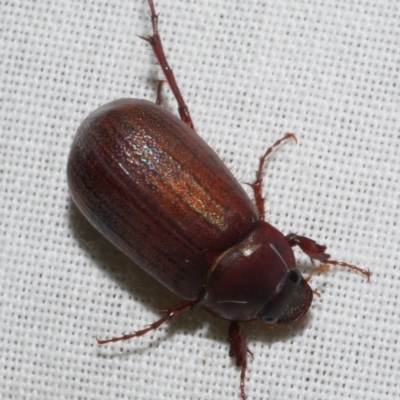 Heteronyx sp. (genus) at WendyM's farm at Freshwater Ck. - 11 Feb 2024 by WendyEM