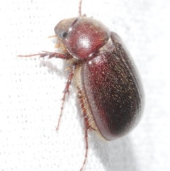 Heteronyx sp. (genus) at Freshwater Creek, VIC - 11 Feb 2024 by WendyEM