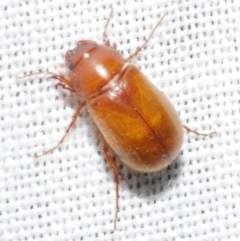 Heteronyx sp. (genus) (Scarab beetle) at WendyM's farm at Freshwater Ck. - 11 Feb 2024 by WendyEM