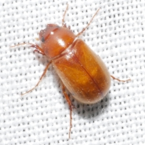 Heteronyx sp. (genus) at Freshwater Creek, VIC - 11 Feb 2024