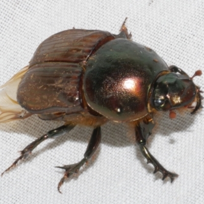 Unidentified Scarab beetle (Scarabaeidae) at Freshwater Creek, VIC - 11 Feb 2024 by WendyEM