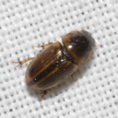 Aphodiinae (subfamily) at WendyM's farm at Freshwater Ck. - 11 Feb 2024 by WendyEM