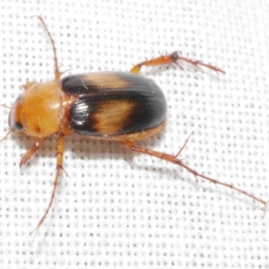 Phyllotocus bimaculatus at Freshwater Creek, VIC - 11 Feb 2024