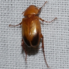 Phyllotocus macleayi (Nectar scarab) at WendyM's farm at Freshwater Ck. - 11 Feb 2024 by WendyEM