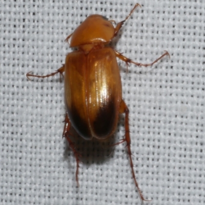 Phyllotocus macleayi (Nectar scarab) at WendyM's farm at Freshwater Ck. - 11 Feb 2024 by WendyEM