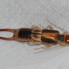 Labidura sp. (genus) at Freshwater Creek, VIC - 11 Feb 2024 by WendyEM