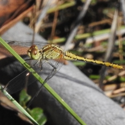 Diplacodes bipunctata (Wandering Percher) at Mount Clear, ACT - 30 Mar 2024 by JohnBundock