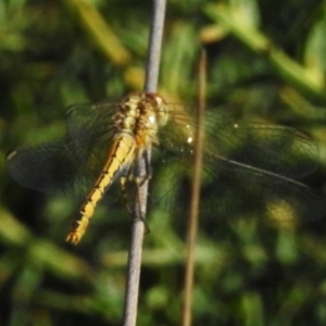 Diplacodes bipunctata at Namadgi National Park - 30 Mar 2024 11:19 AM