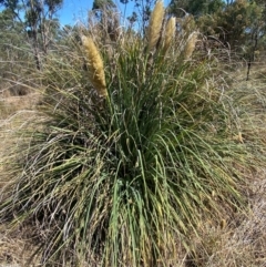 Cortaderia selloana (Pampas Grass) at Bruce, ACT - 31 Mar 2024 by SteveBorkowskis