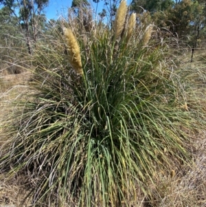 Cortaderia selloana at Bruce Ridge to Gossan Hill - 31 Mar 2024 01:32 PM